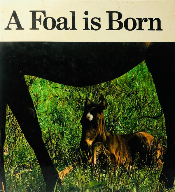 A Foal Is Born