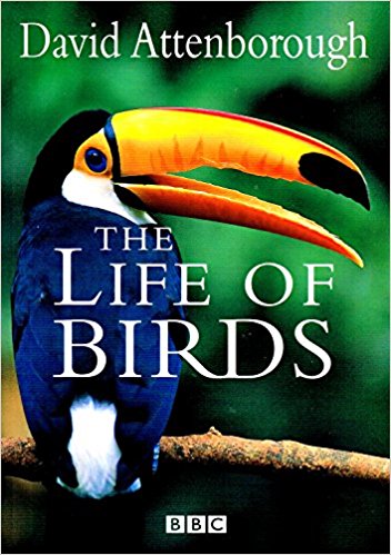 The life of birds