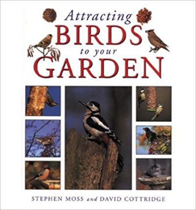 How to Attract Birds to Garden